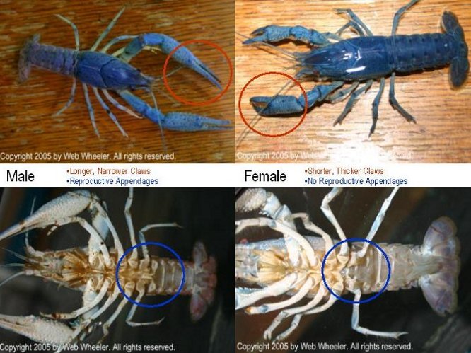 Sexing Electric Blue Crayfish (Procambarus alleni) Photograph