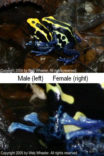 Sexing Dyeing Dart Frogs (Dendrobates tinctorius) photograph
