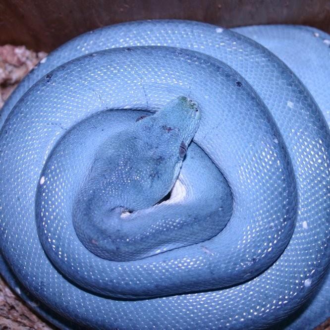 Adult Blue Ontogenetic Nesting Female Aru Green Tree Python, "Lyin Bitch"