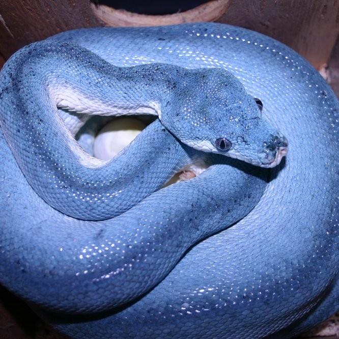 Adult Blue Ontogenetic Nesting Female Aru Green Tree Python. "Queen Bitch"