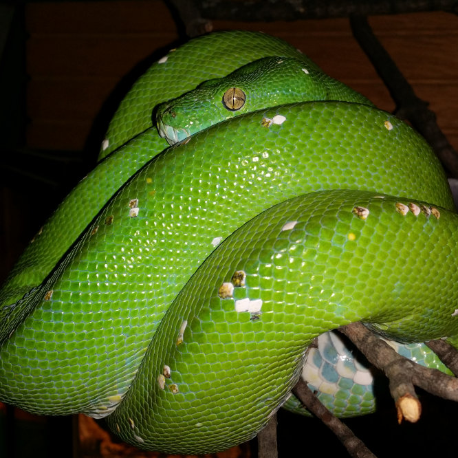 Adult Male Aru Green Tree Python, "Rat Bastard"