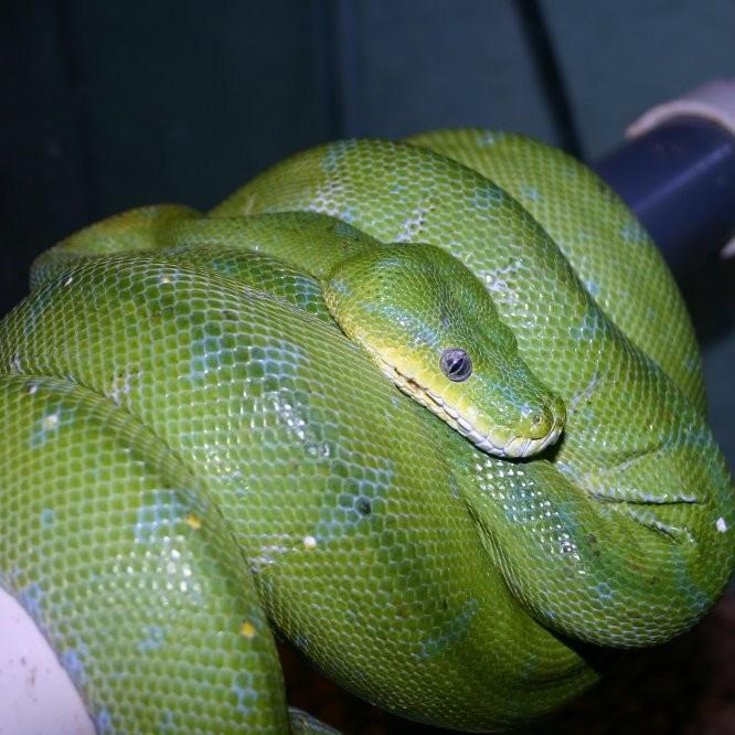 Adult Male Aru Green Tree Python, "Sexy Bastard"