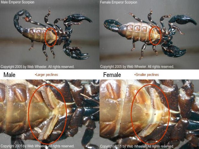 Sexing Emperor Scorpions (Pandinus imperator) photograph